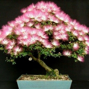 Albizia julibrissin Rosea, Pink Silk Tree - 10 Seeds