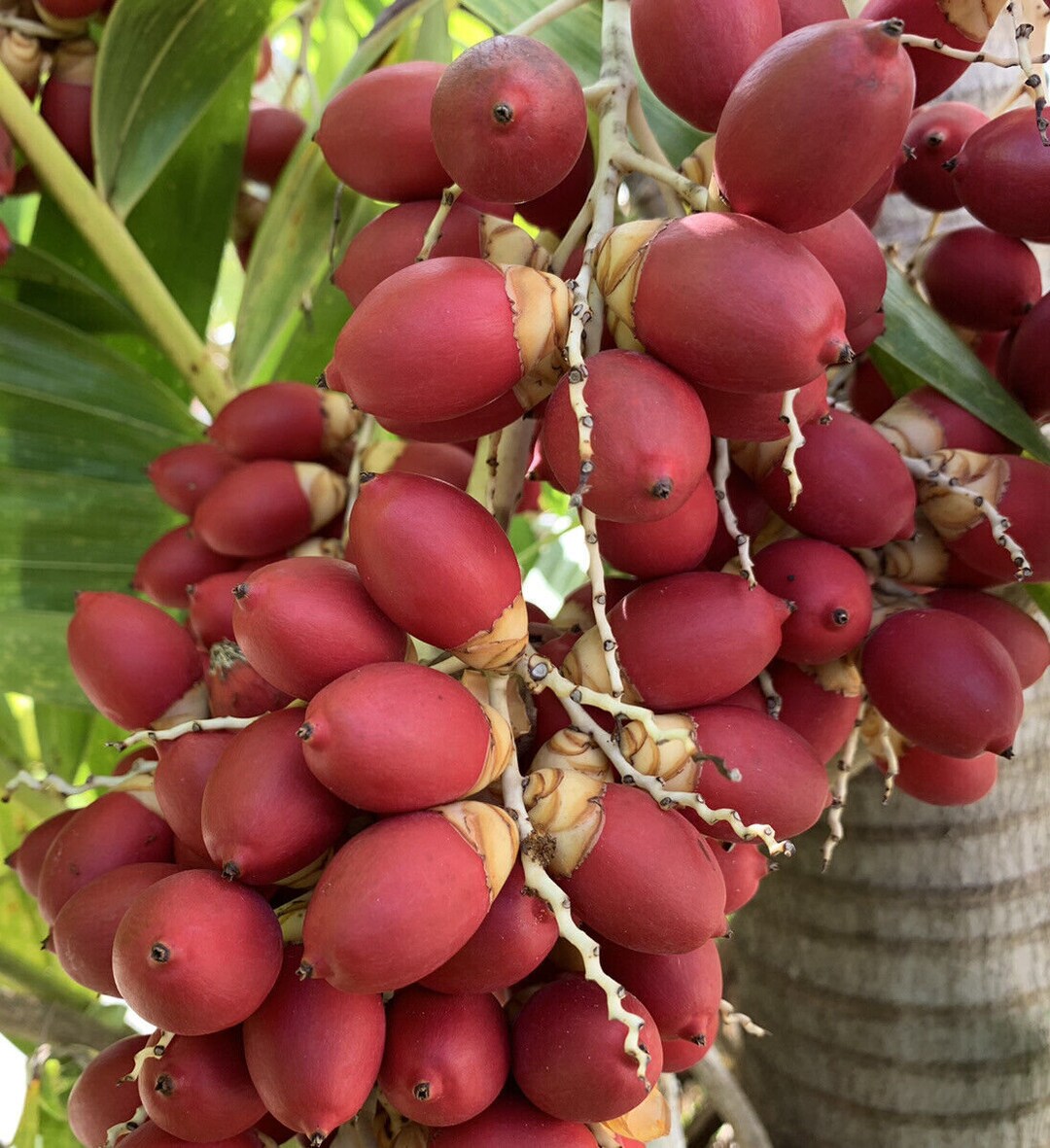 10粒~ Acacia Acuminata 種子 MENU 【公式通販】