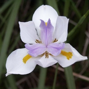 Dietes iridioides Wood Iris 10 Seeds image 1