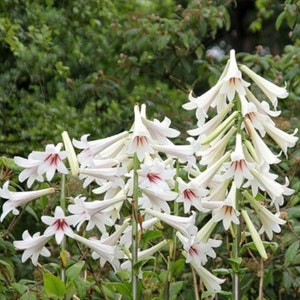 Giant Himalayan Lily Cardiocrinum Giganteum Yunnan 50 seeds image 5