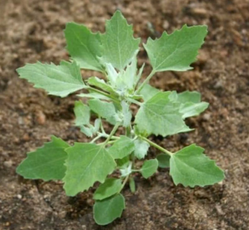 Chenopodium album Organic Lambs Quarters Seeds Fresh Harvest 100 Seeds image 3