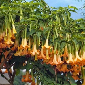 Brugmansia Sanguinea Aurea Golden Angel's trumpet Flowering Tree Seed 5 Seeds image 4