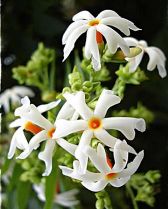 10 Seeds Night Flowering Jasmine Seeds Nyctanthes Etsy Canada