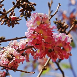 Cassia grandis Pink Shower Tree 10 Seeds image 4