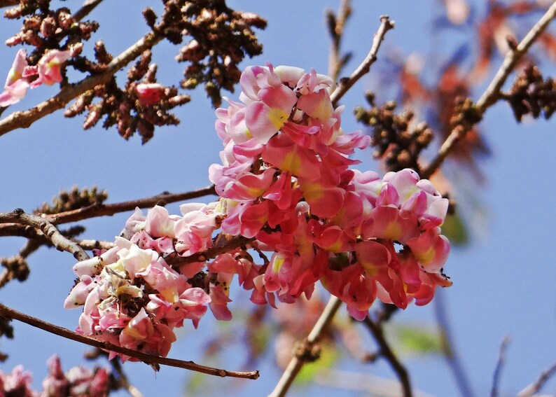 Cassia grandis Pink Shower Tree 10 Seeds image 4