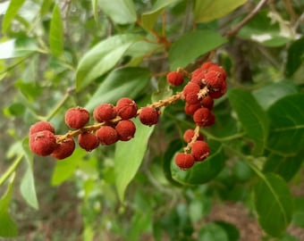 Mallotus philippensis - Croton philippense, Echinus philippensis, Rottlera tinctoria - Red Kamala Tree - 10 Seeds