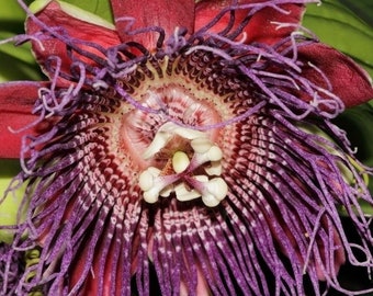 Passiflora Quadrangularis 10 Seeds Rare Passion Fruit The Giant Granadilla Sweet