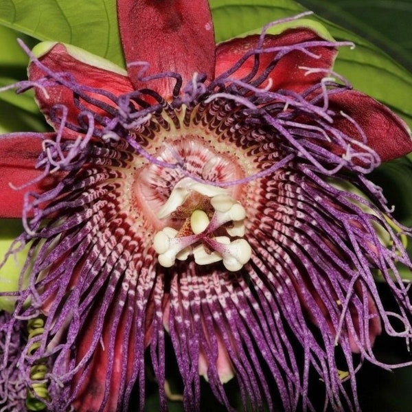 Passiflora Quadrangularis 10 Semillas Fruta de Pasión Rara La Granadilla Gigante Dulce