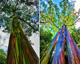 Eukalyptus deglupta 100 Samen ( Regenbogen Eukalyptus ) - Schöner seltener Baum