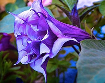 Datura Double Metel Purple 10 semillas, Trompeta del Diablo, Cuerno de la Abundancia