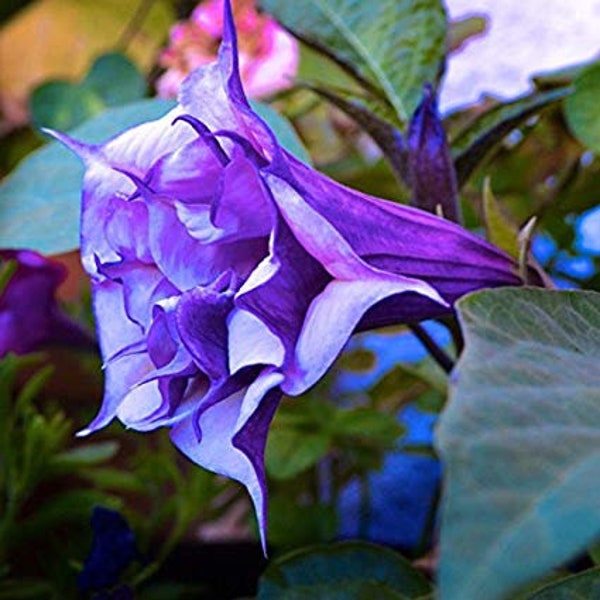 Datura Double Metel Purple 10 zaden, Devil's Trumpet, Horn of Plenty