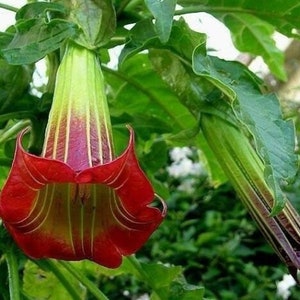 10 Brugmansia Sanguinea Seeds Scarlet Angels Trumpet Datura Unique Red Flower image 1