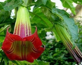 10 Brugmansia Sanguinea Nasiona Scarlet Angels Trąbka Datura Unikalny Czerwony Kwiat