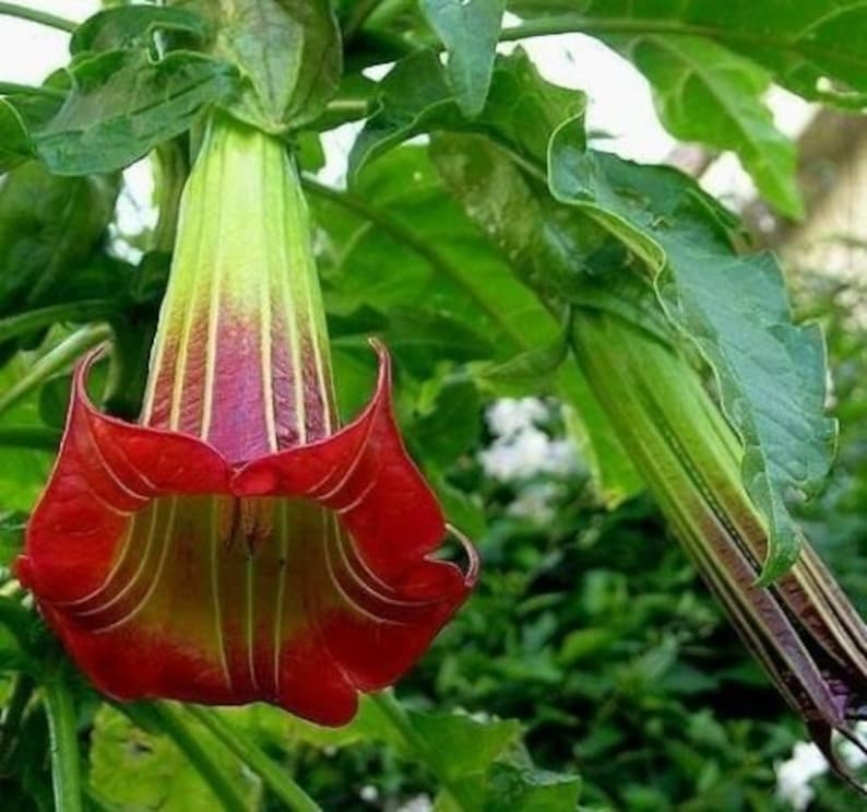 10 Brugmansia Sanguinea Seeds Scarlet Angels Trumpet Datura Unique Red Flower image 1