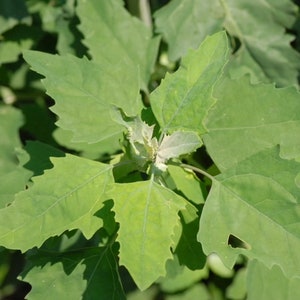 Chenopodium album Organic Lambs Quarters Seeds Fresh Harvest 100 Seeds image 4