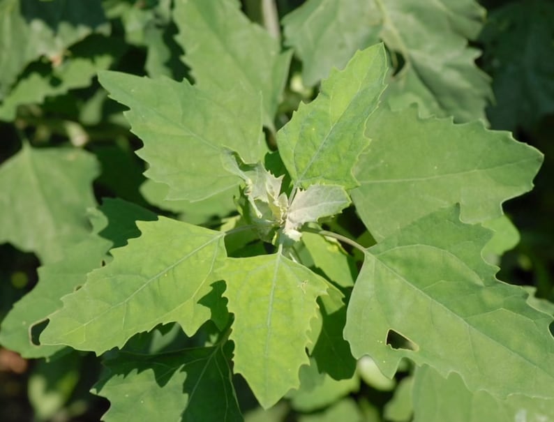 Chenopodium album Organic Lambs Quarters Seeds Fresh Harvest 100 Seeds image 4