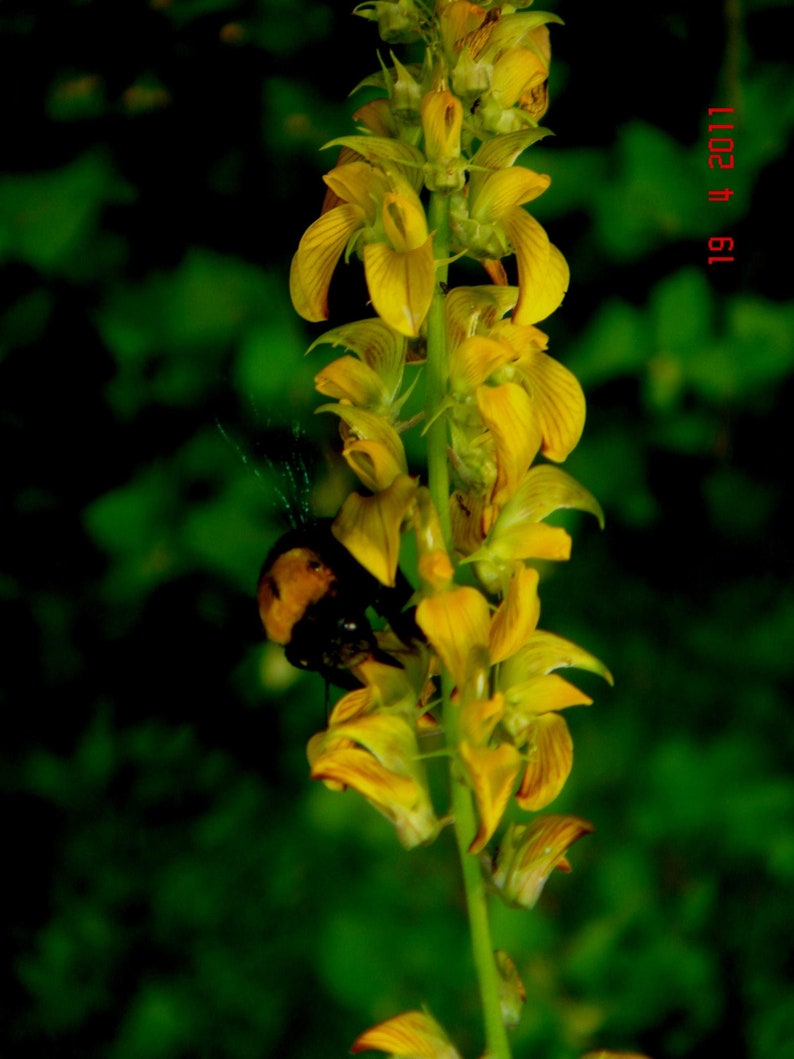 Crotalaria Pallida Smooth Rattlebox, Rattlepod Perennial Herb 50 Seeds image 6