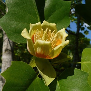 Liriodendron tulipifera, American Tulip Tree - 25 Seeds