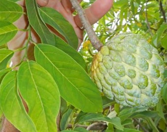 10 Fresh Custard Apple Annona Squamosa Seeds - Sugar Apple, Sweetsop