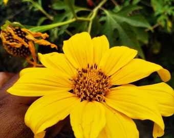 Tithonia diversifolia / Mirasolia diversifolia - Japanese Sunflower, Tree Marigold, Mexican Tournesol, Mexican Sunflower - 20 Seeds