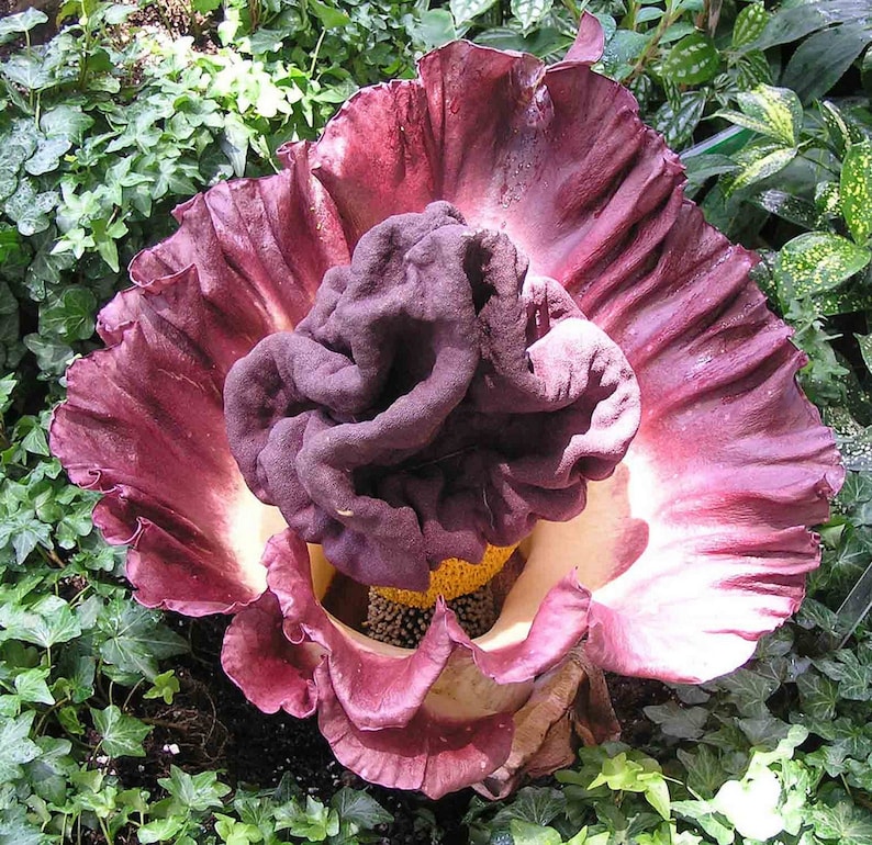 Amorphophallus Paeoniifolius Elephant Yam Perennial Tropical Aroid 5 Seeds image 8