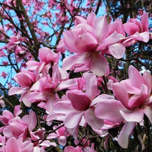 Magnolia campbellii, magnoliaboom, bloemen - 5 zaden