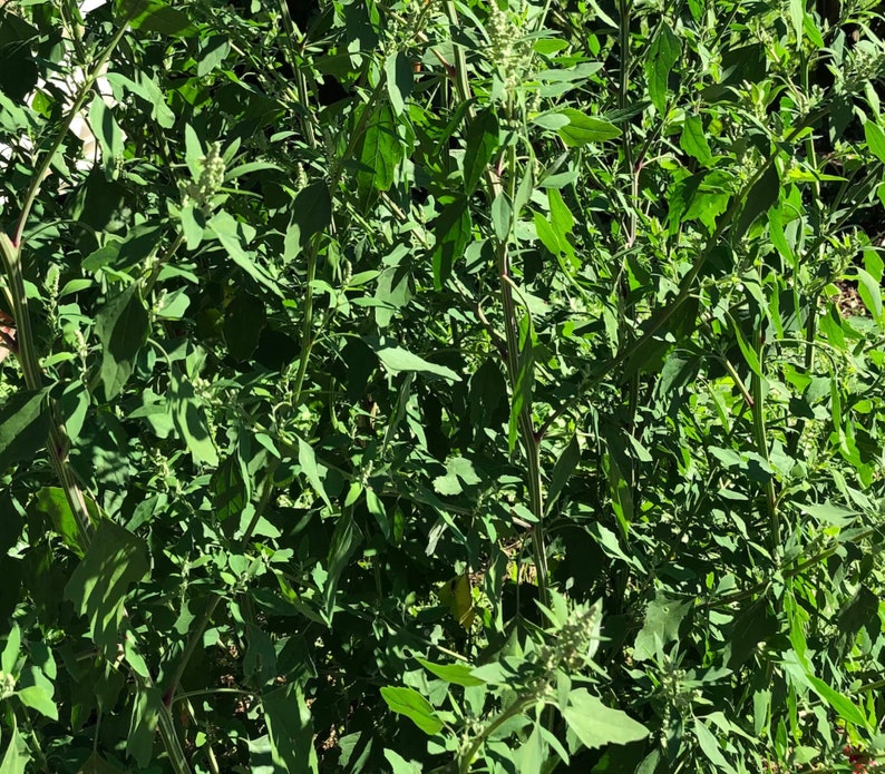 Chenopodium album Organic Lambs Quarters Seeds Fresh Harvest 100 Seeds image 2