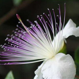 Caper Bush Capparis Spinosa 50 Seeds Perennial Herb image 2