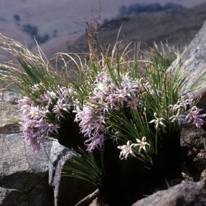 Xerophyta Retinervis Black Stick Lily Rare Cold and Drought Hardy 10 seeds image 2