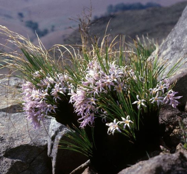 Xerophyta Retinervis Black Stick Lily Rare Cold and Drought Hardy 10 seeds image 2