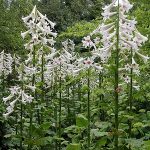 Giant Himalayan Lily Cardiocrinum Giganteum Yunnan 50 seeds image 4