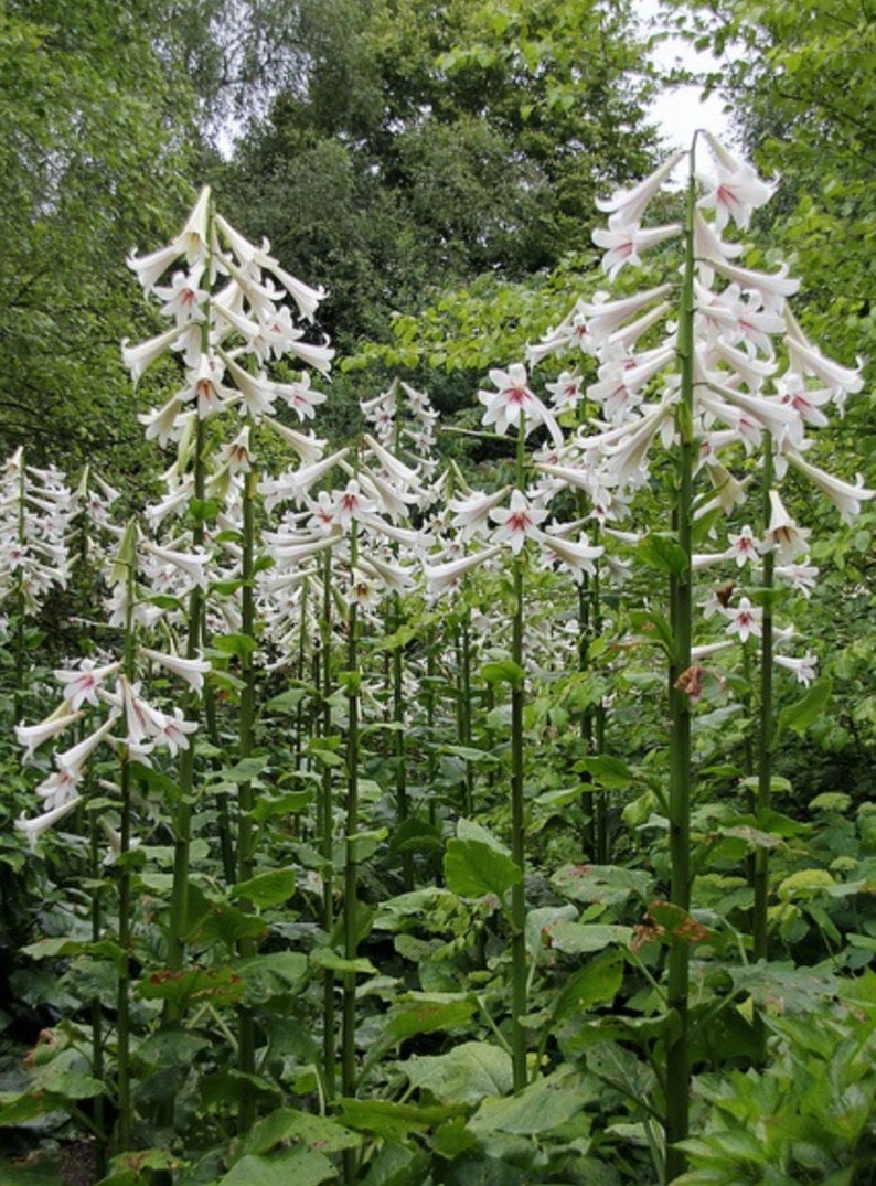 Giant Himalayan Lily Cardiocrinum Giganteum Yunnan 50 seeds image 4