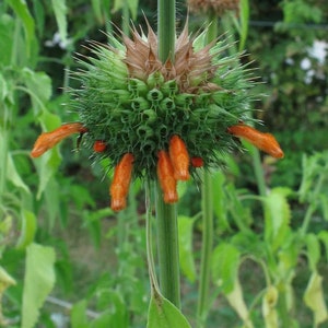 Leonotis leonurus 20 seeds Lion's Tail Wild Dagga image 6