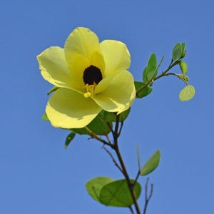 Bauhinia tomentosa, St. Thomas und Glockenorchidee & gelber Schmetterlingsbaum - 10 Samen
