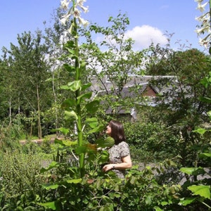 Giant Himalayan Lily Cardiocrinum Giganteum Yunnan 50 seeds image 2