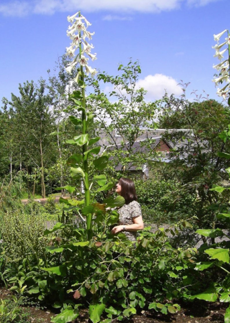 Giant Himalayan Lily Cardiocrinum Giganteum Yunnan 50 seeds image 2