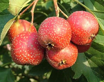 10 Hawthorn Seeds - Crataegus pinnatifida - Chinese Hawthorn Tree TCM Herb Fruit