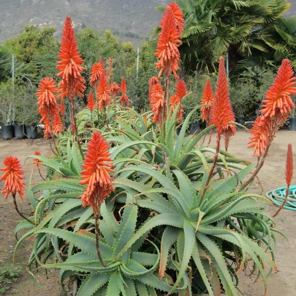 Krantz Aloe Samen (Aloe arborescens) Besser als ALOE VERA Medicinal - 10 Samen