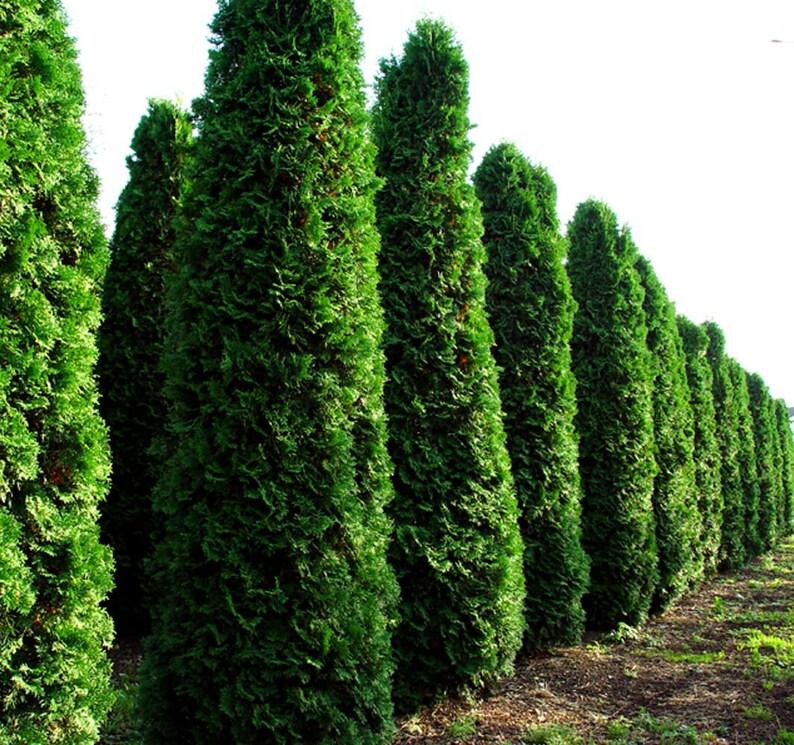 Thuja Occidentalis THUJA BAUM Samen Baum Garten Hecke 100 Etsy