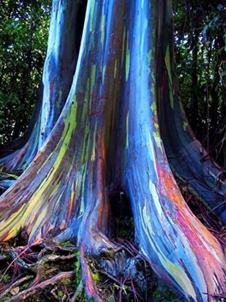 Eucalyptus deglupta 100 Samen Regenbogen Eukalyptus schöne