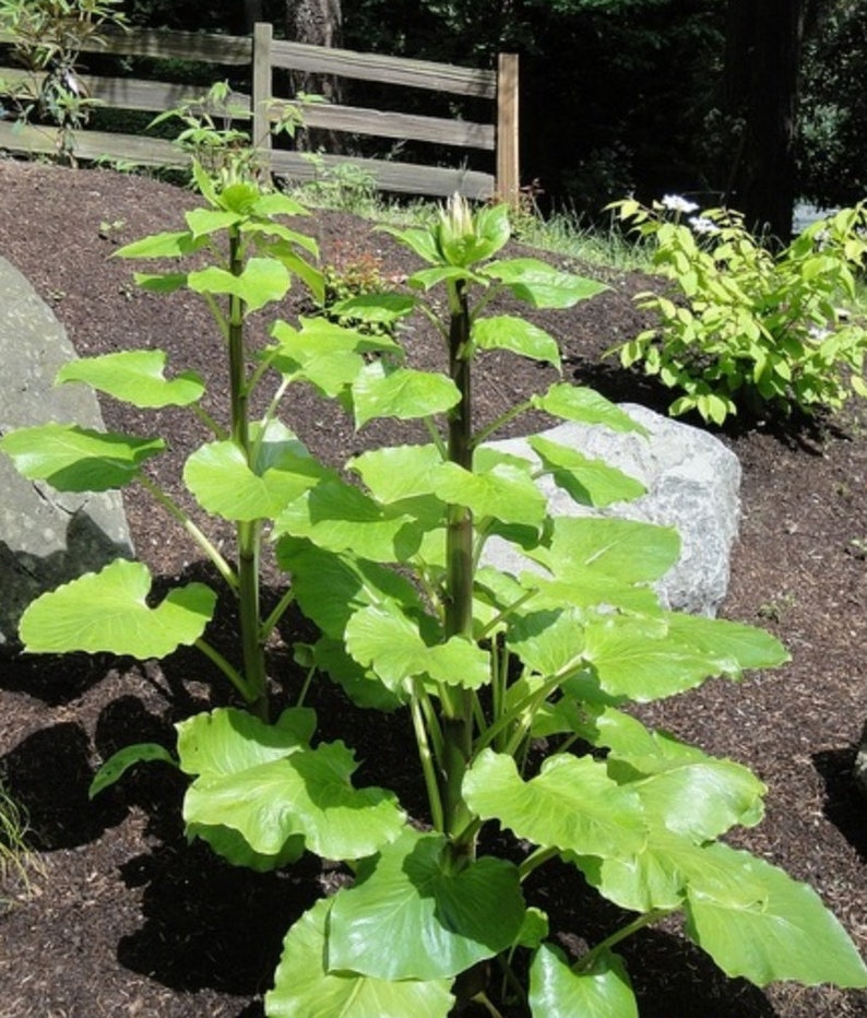 Giant Himalayan Lily Cardiocrinum Giganteum Yunnan 50 seeds image 3