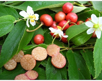 Muntingia Calabura 50 Seeds Jamaican Cherry Rare Tropical Sweet Fruit