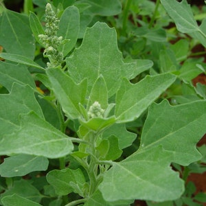 Chenopodium album Organic Lambs Quarters Seeds Fresh Harvest 100 Seeds image 7