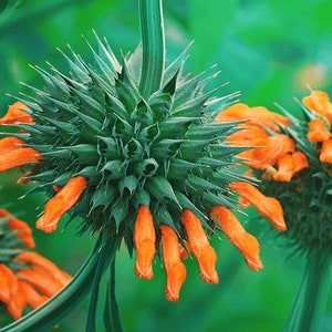 Leonotis leonurus 20 seeds Lion's Tail Wild Dagga image 5