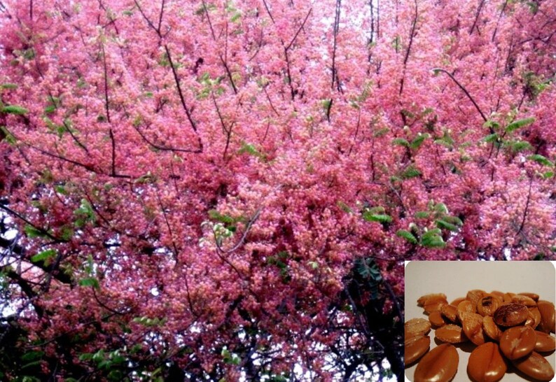 Cassia grandis Pink Shower Tree 10 Seeds image 6