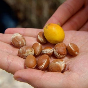 Argania Spinosa - 3 Samen - Der Argan Nussbaum - Marokko Gold * Sehr frische Samen *