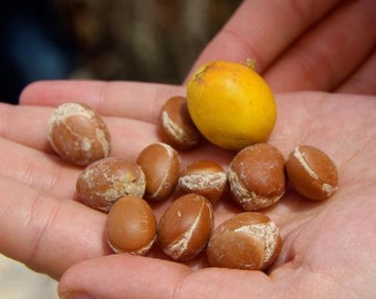 Argania Spinosa - 3 Seeds - The Argan Nut Tree - Morocco Gold * Very Fresh Seeds *