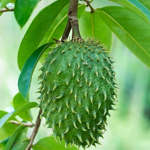 オーガニックトロピカルサワーソップ種子 Annona muricata