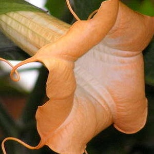 Brugmansia Sanguinea Aurea Golden Angel's trumpet Flowering Tree Seed 5 Seeds image 2