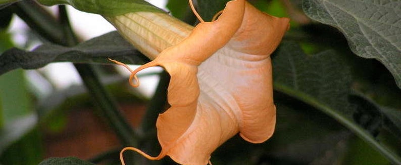 Brugmansia Sanguinea Aurea Golden Angel's trumpet Flowering Tree Seed 5 Seeds image 2